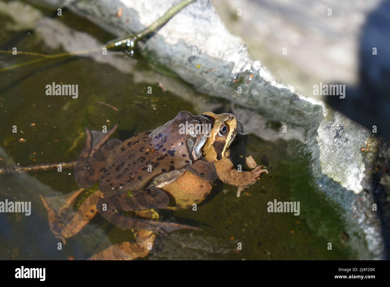 Page 3 - Der Frosch High Resolution Stock Photography and Images - Alamy