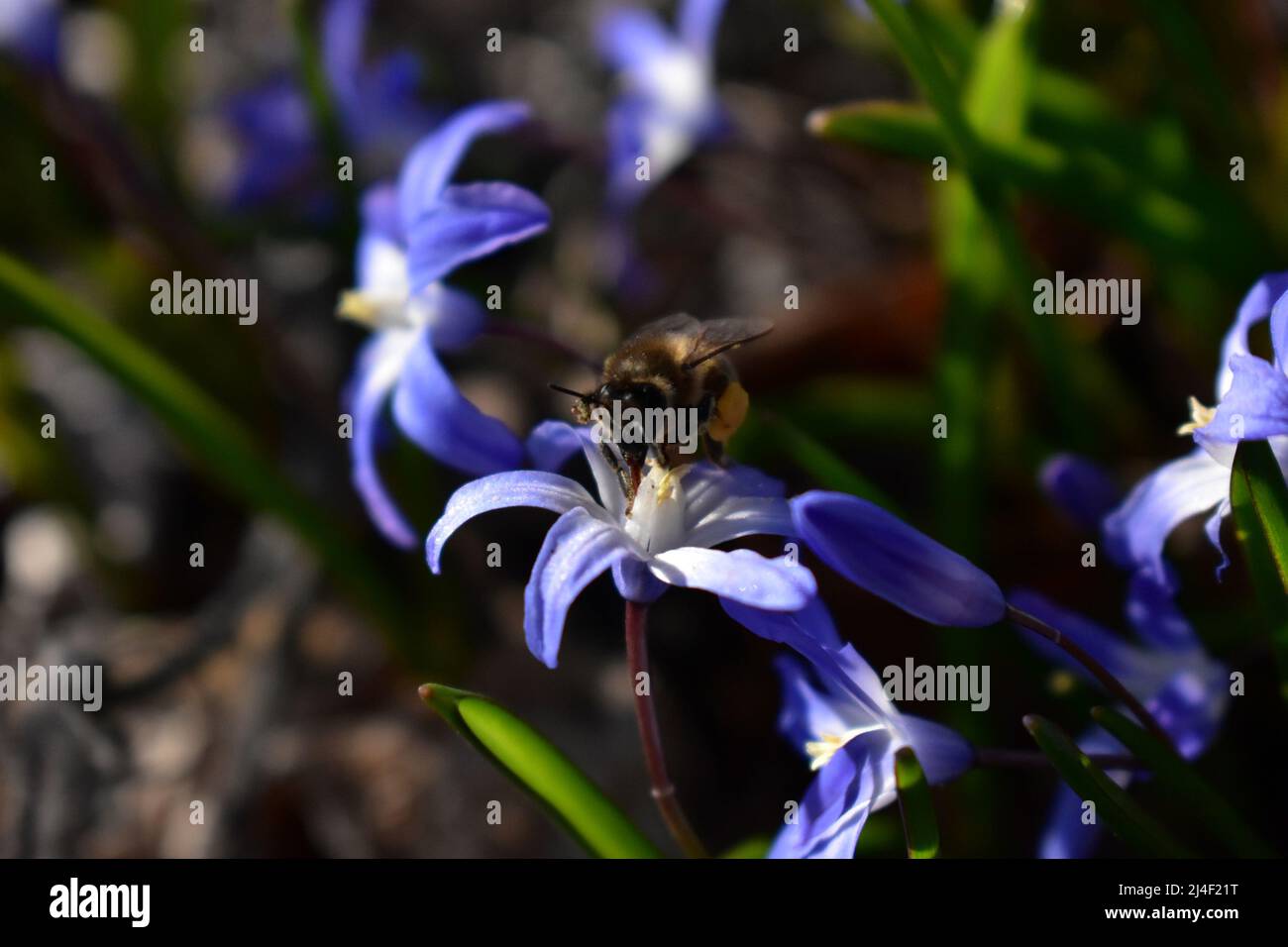 Blüte, Blume, Biene, Bloom, Blossom, Bee, Nektar, Natur, Frühling, Summen, Jahreszeiten, Umweltschutz, Environment, Light and Shadow, Sustainibility Stock Photo