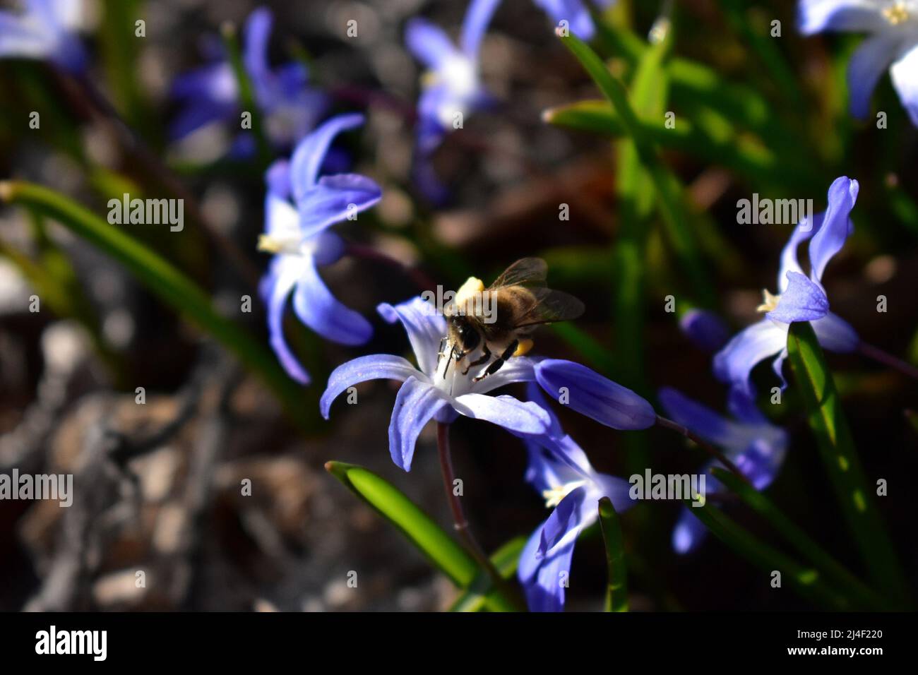 Blüte, Blume, Biene, Bloom, Blossom, Bee, Nektar, Natur, Frühling, Summen, Jahreszeiten, Umweltschutz, Environment, Light and Shadow, Sustainibility Stock Photo