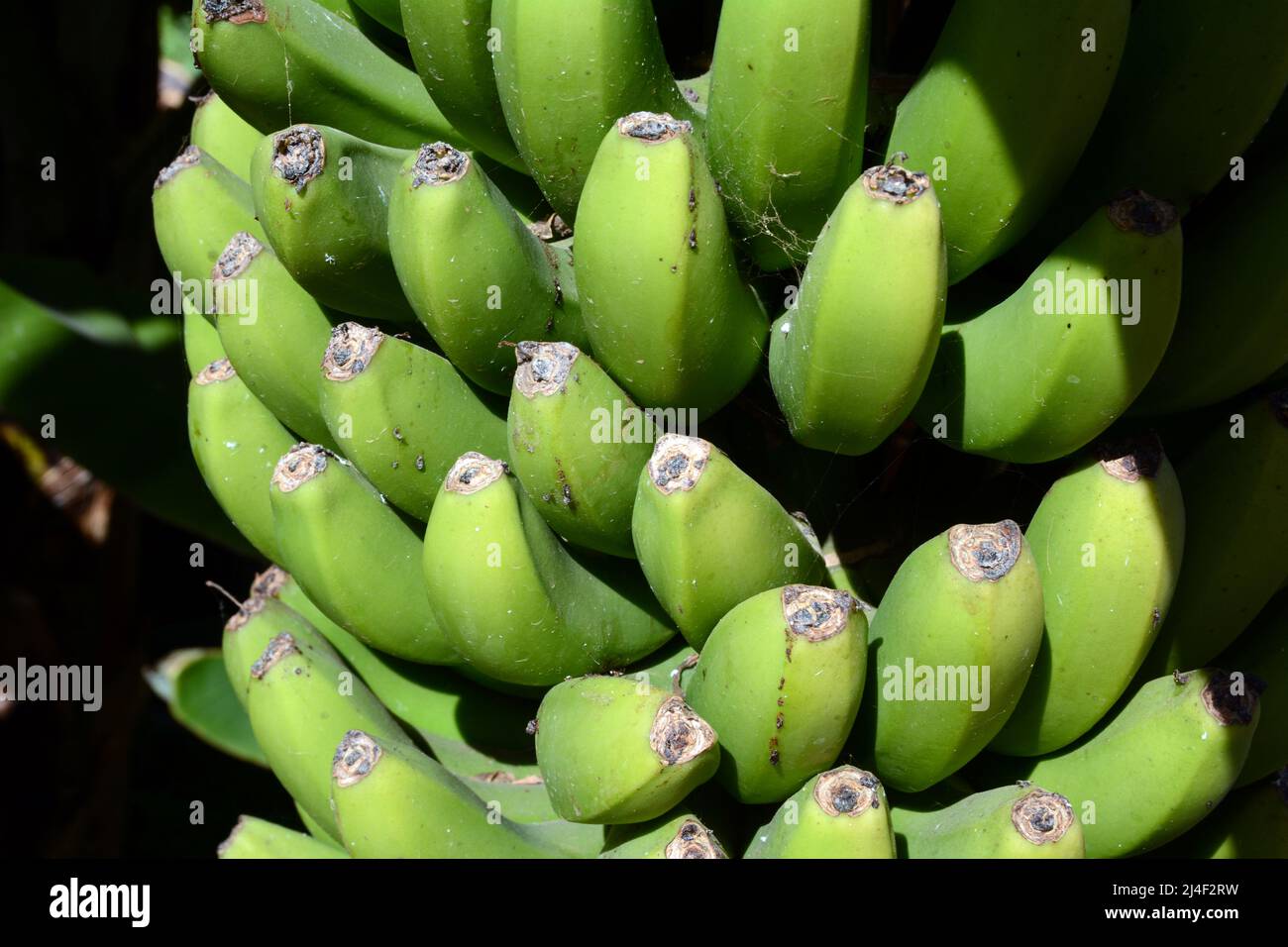 A bunch of unripe Canarian bananas growing on tree on a farm, or finca, in the area of Los Realejos, on the island of Tenerife, Canary Islands, Spain. Stock Photo