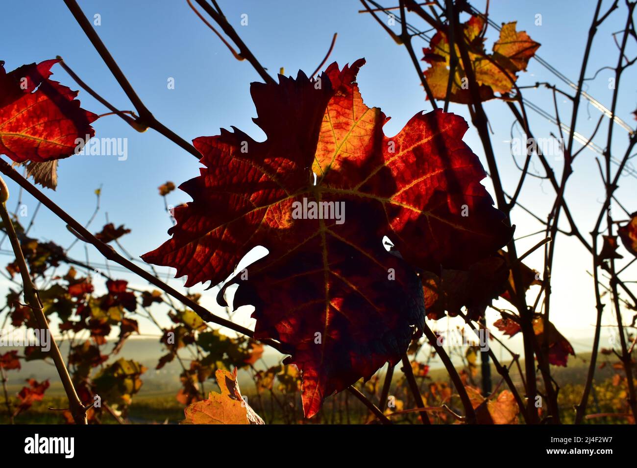 Wein, Wine, Grape Leaf, Wine Leaf, Weinberg, Vineyards, Autumn, Autumn Colors, Herbst, Herbstfarben, Sonnenstrahlen, Sonne, Rot, Herbstlaub, Beauty Stock Photo