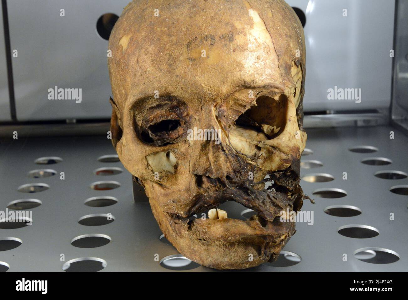 A mummified skull of the Guanche mummies, from the ancient Berber community of Tenerife, on display in a museum in Santa Cruz, Canary Islands, Spain. Stock Photo