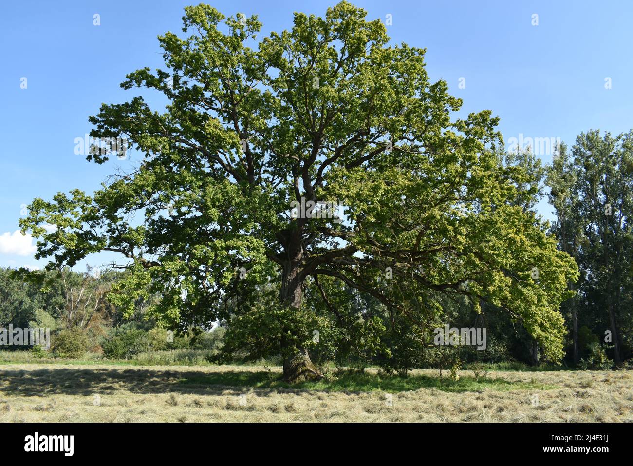 Baum, Eiche, Eichbaum, Sommer, blauer Himmel, alter Baum, Stärke, Alter Stock Photo
