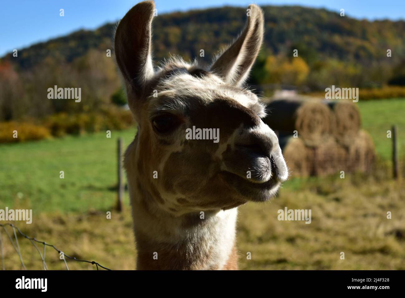 Lama, Llama, Alpaca, Alpaka, Mammal, Cute, Fluffy, Andes, Chile, Autumn, Animal, Tranquil, Livestock, Wool, Farm Stock Photo