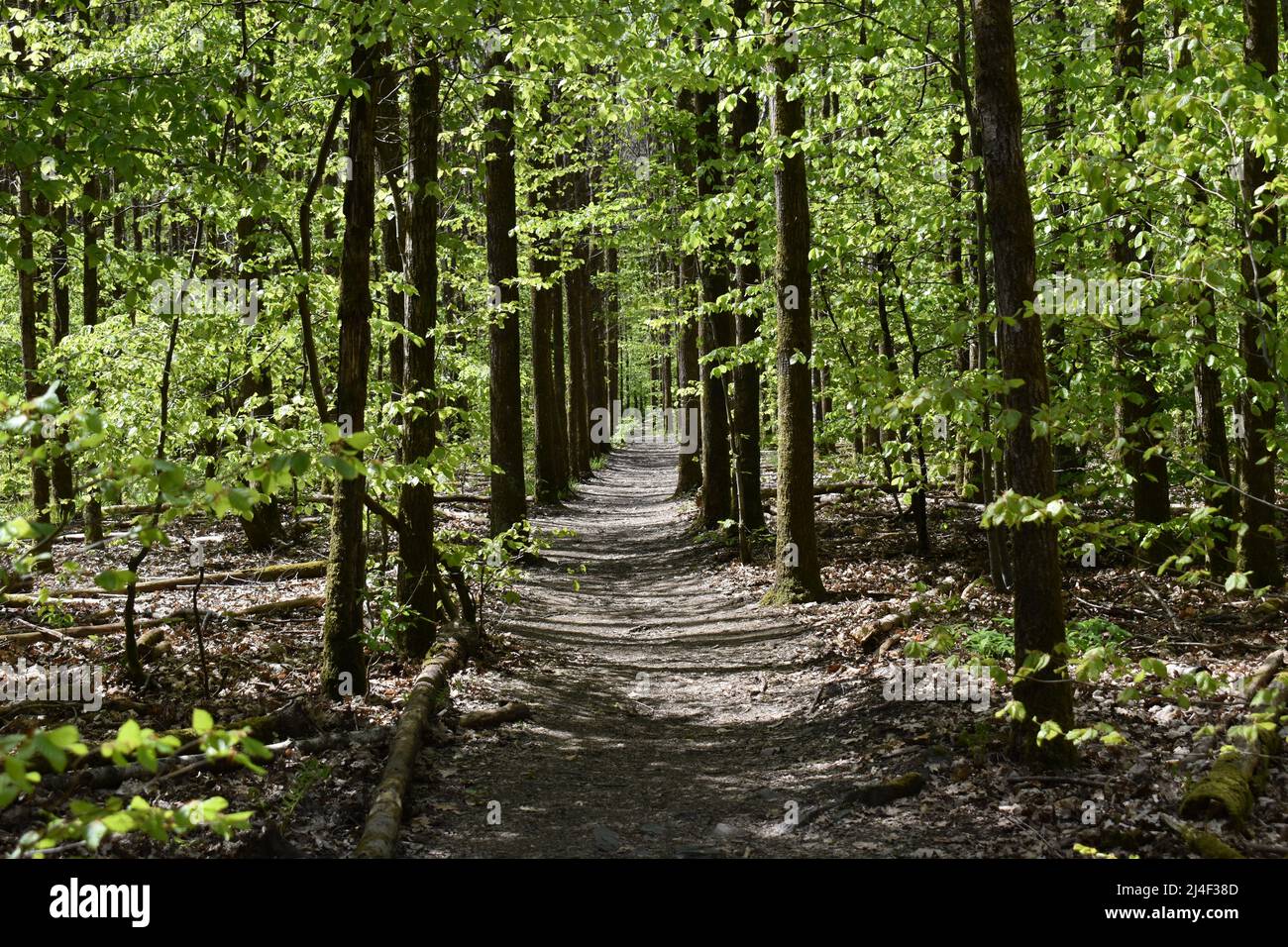 Wald, Weg, Grün, Frühling, Grün, Blätter, der Weg nach vorne, Allee, Dickicht, Woods, Sticks, Stämme, Licht und Schatten, Natur, Symmetrie, Bäume Stock Photo