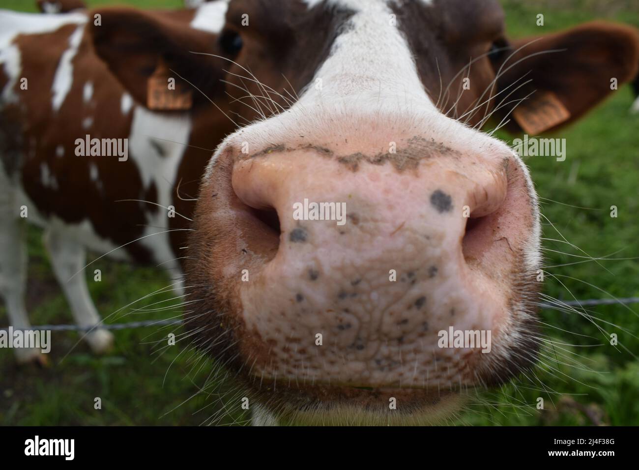 Kuh, Cattle, Cow, Rind, Schnauze, Snout, Kuhschnautze, Nase, Nasen-OP, Nüstern, Ohren, Kuhkopf, Nutztier, Nase, Neugier, neugierig, Farm, Bauernhof Stock Photo