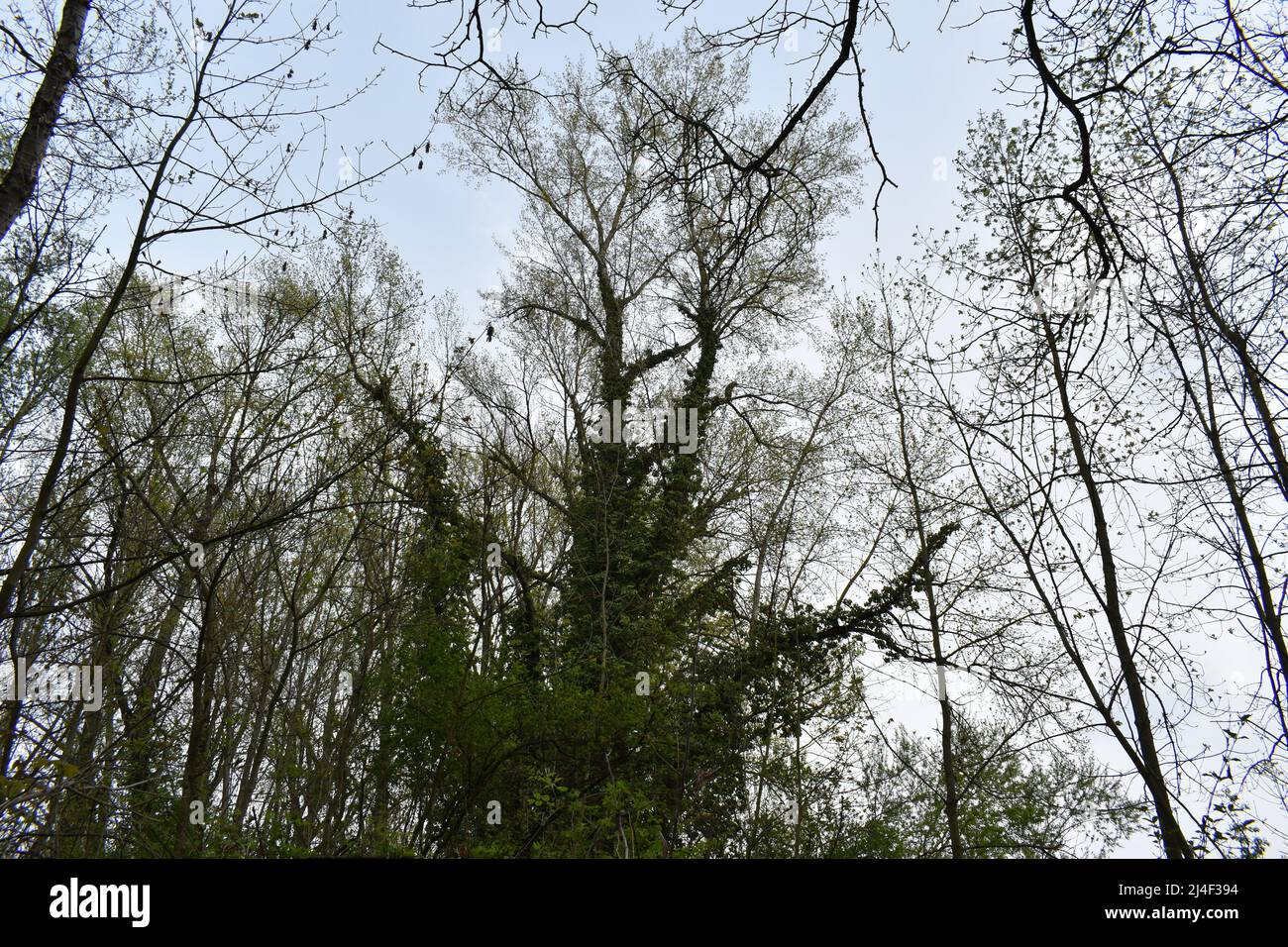 Druidenbaum, Baum, Efeu, Baum mit Efeu, tree, ivy, druids, celtic, mystic place, new age, branches, forest, woods, leaves Stock Photo