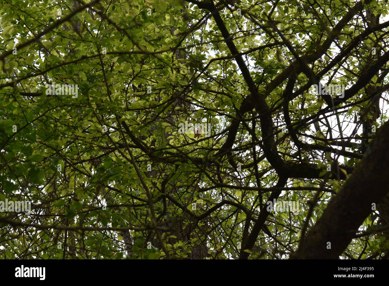 Eichhörnchen, Zweige, Blätter, Blätterdach, Wald, Canopy, Squirrel, Red Squirrel, Leaves, Tree, Forest, Branches, Spring Stock Photo