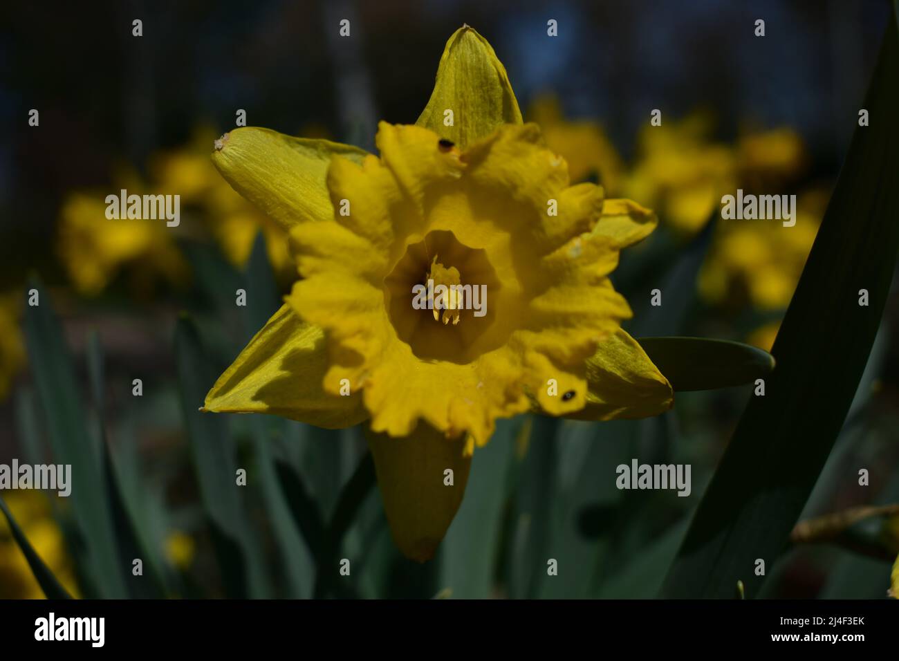 Osterglocke, Daffodil, Narzisse, Blume, Ostern, Frühling, Frühjahr, Blüte, Makro, gelb, Pflanze, Botanik, Garten, Schönheit Stock Photo