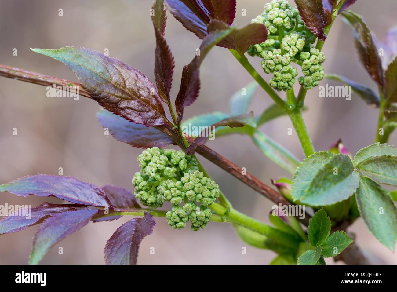 Elder buds sambucus nigra hi-res stock photography and images - Alamy