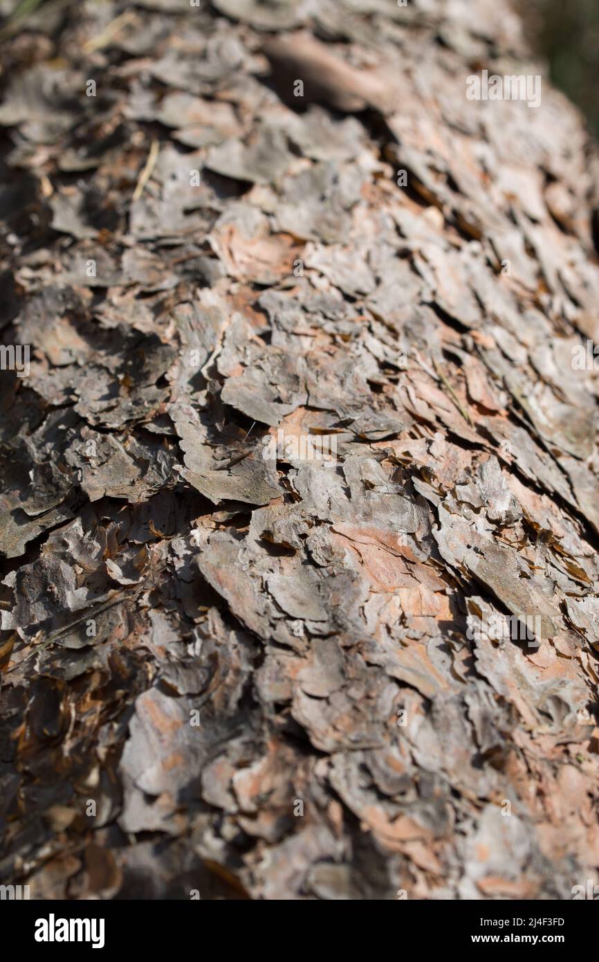 old pine tree bark closeup selective focus Stock Photo