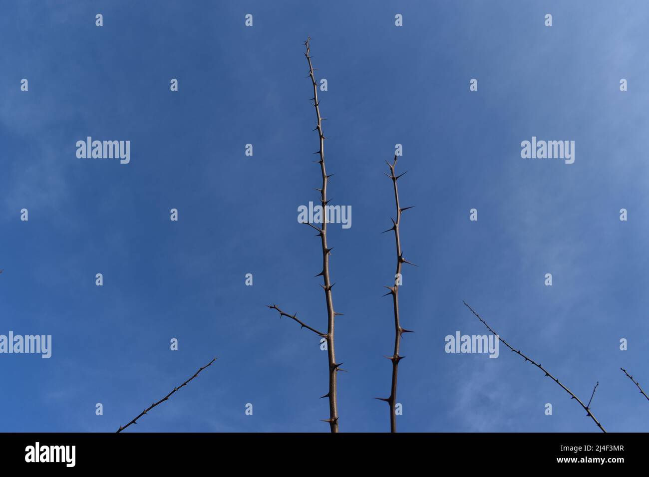 Dornen, Thorns, Blue Sky, Per Aspera Ad Astra, Passion Stock Photo