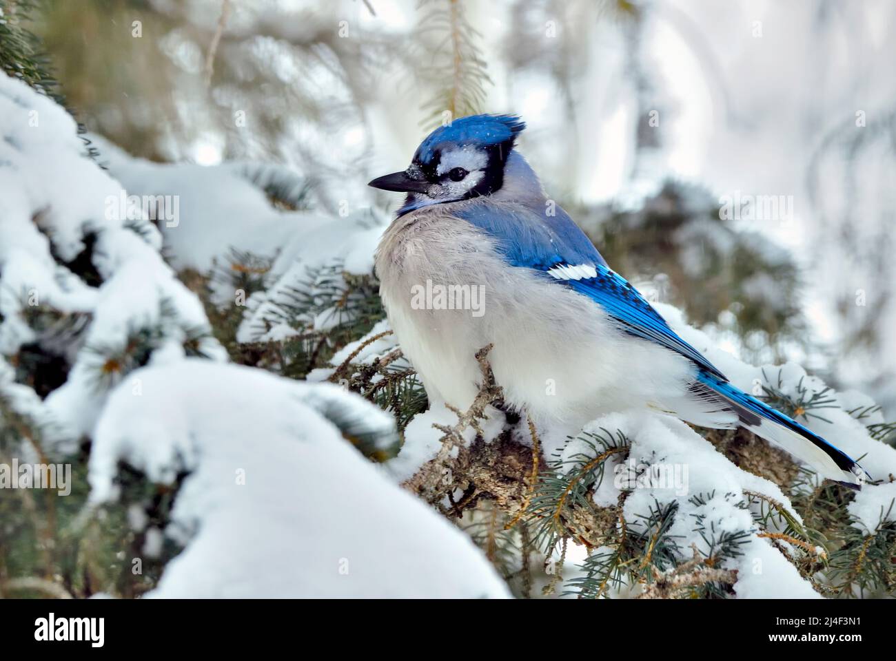 An Eastern Blue Jay (Cyanocitta cristata) perched on a snow covered spruce tree branch in rural Alberta Canada. Stock Photo