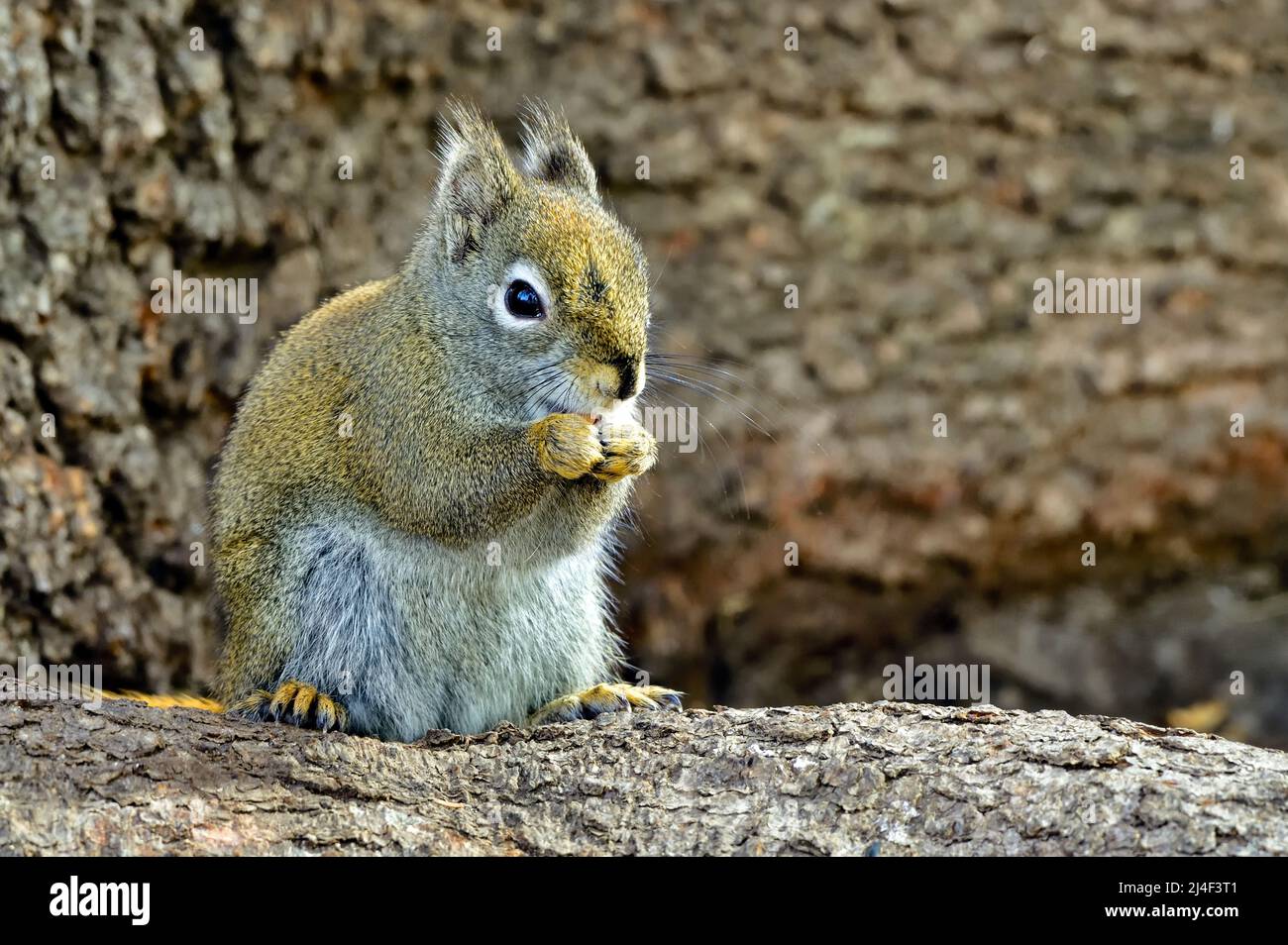 Root Squirrel A red squirrel