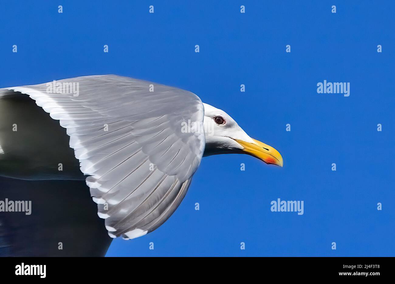 A close up image of a Glaucous-winged gull 'Larus glaucescens', flying against a blue sky Stock Photo