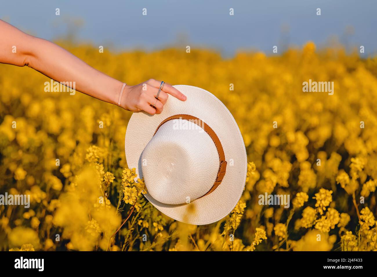 Woman's hand holding a hat in a field with yellow flowers Stock Photo ...