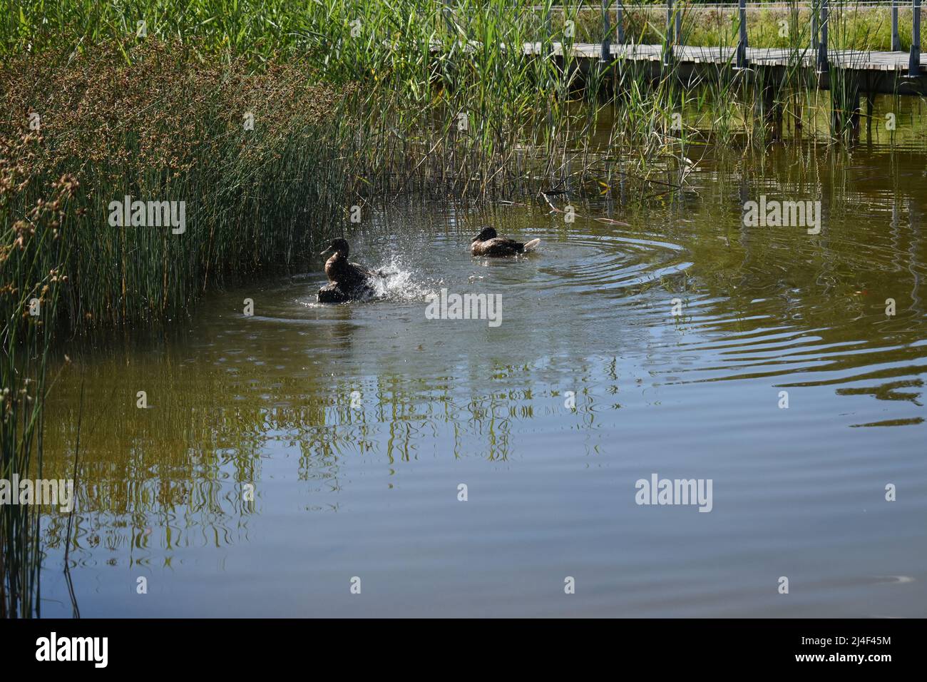 Ente, Lebensfreude, Plantschen, Wassevogel, Preening, Duck, Mallard Duck, Joy of Life, Waterfowl Stock Photo