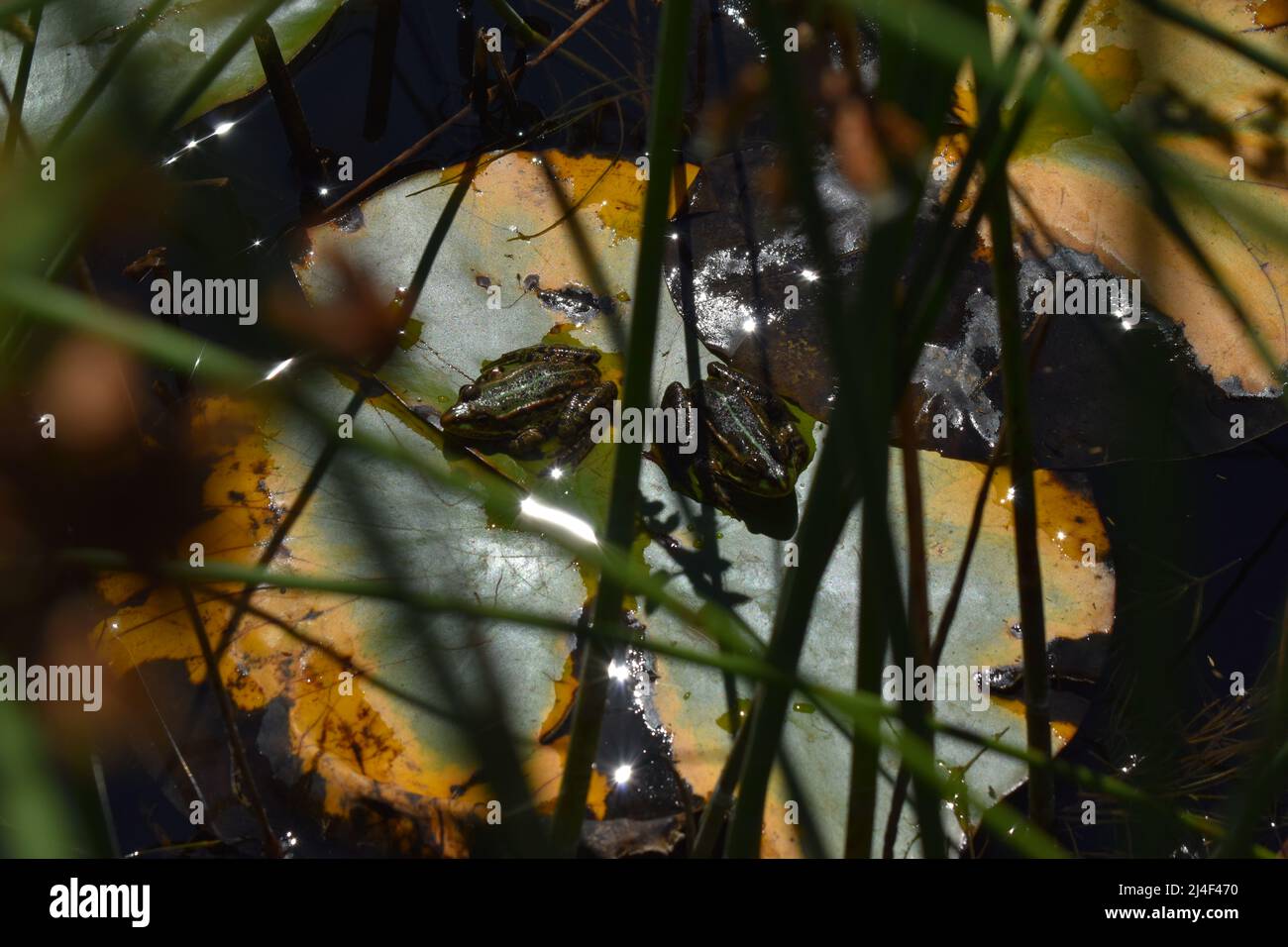Frogs on Water Lilies, Frösche auf Seerosen, Seerosen, Water Lilies, Frog, Frosch, Frogs, Wasserpflanzen, Amphibium, Amphibie, Seerosenblüte, Teich Stock Photo