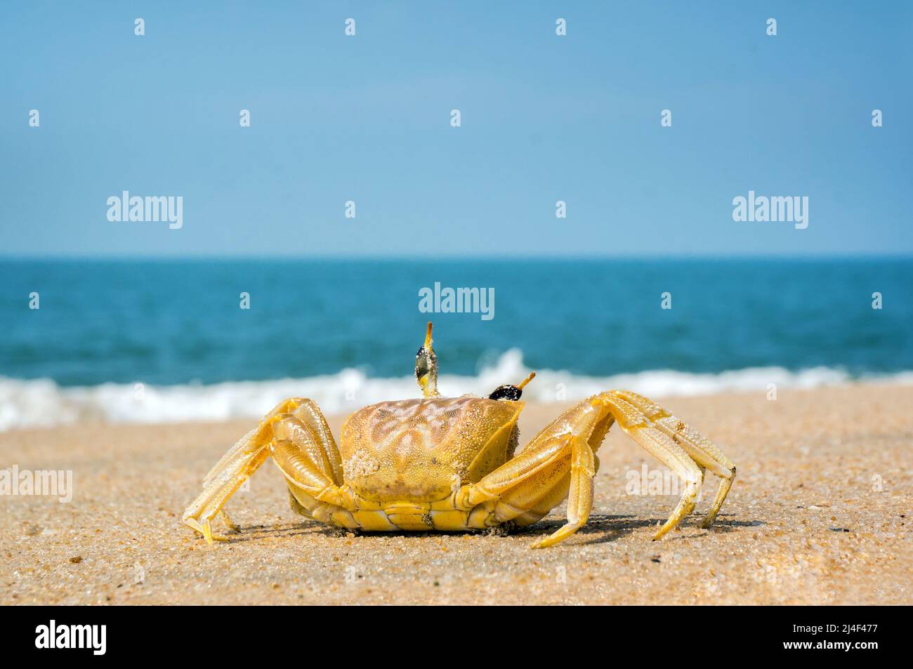 crab running across the sand on the beach Goa India Stock Photo