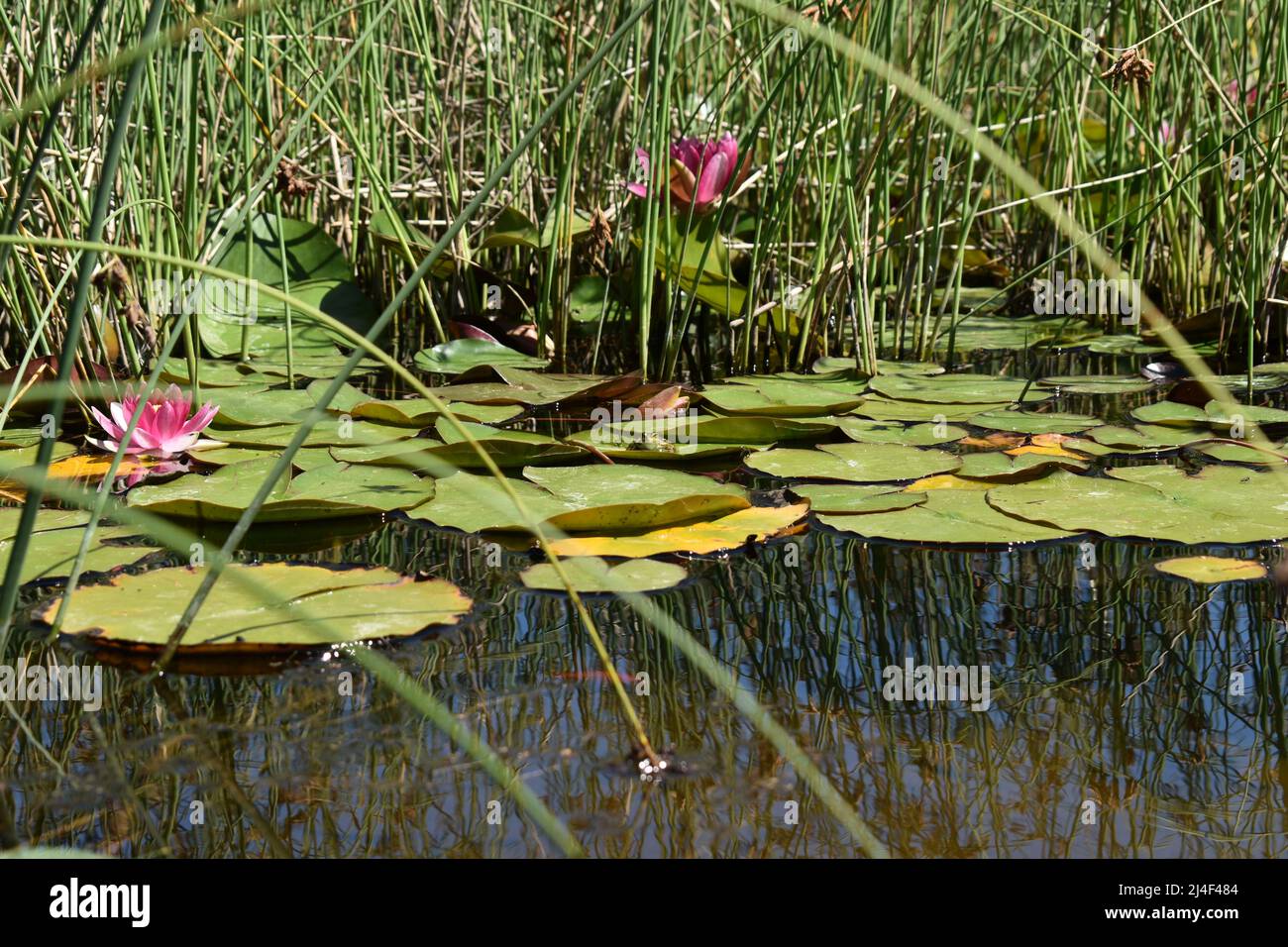 Frogs on Water Lilies, Frösche auf Seerosen, Seerosen, Water Lilies, Frog, Frosch, Frogs, Wasserpflanzen, Amphibium, Amphibie, Seerosenblüte, Teich Stock Photo