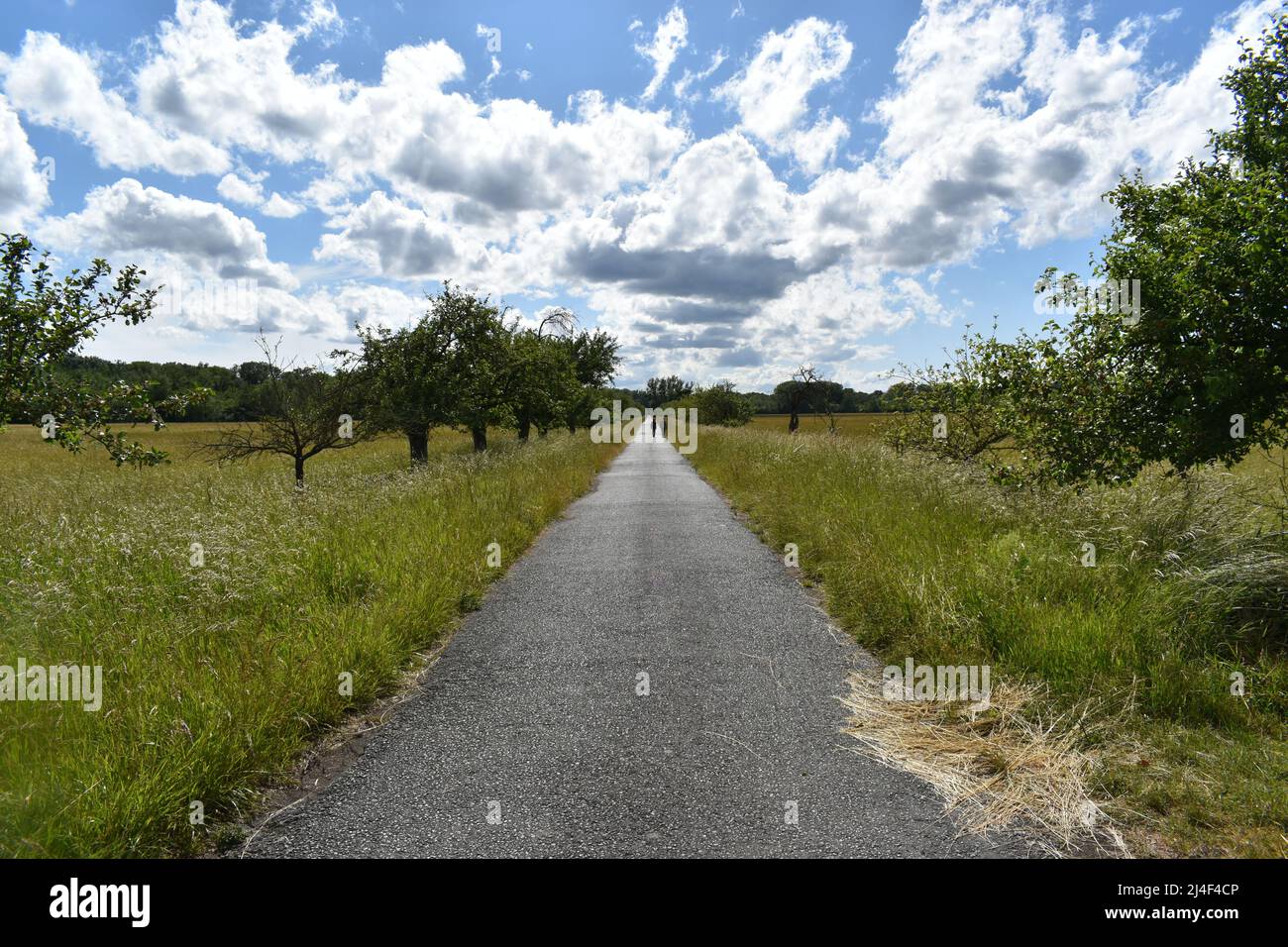 The Way, The Way Forward, The Road, Path, Road, Way, Trip, My Way, Walk of Life, Clouds, Wiese, Apple Trees, Orchard, Horizon, Deminishing Perspective Stock Photo