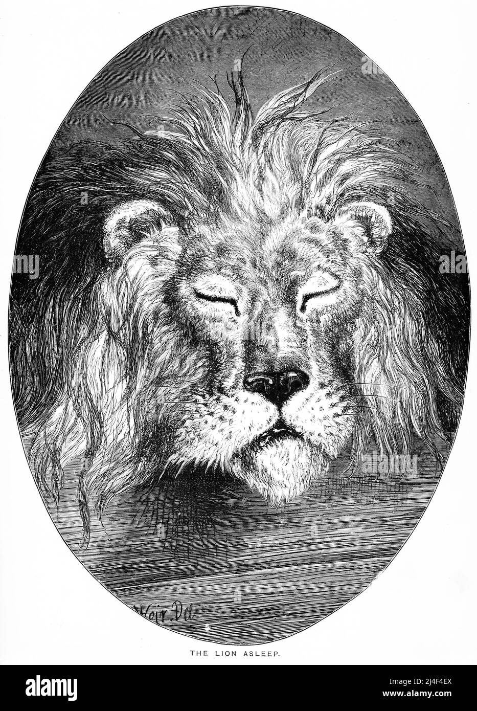 Engraving of a sleeping male lion Stock Photo