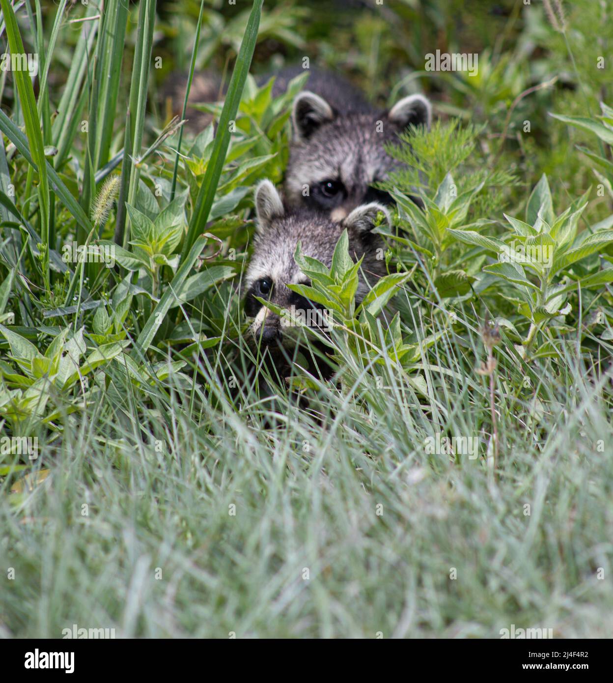 Curious Racoons checking out the camera, on a sunny day. Peaking from