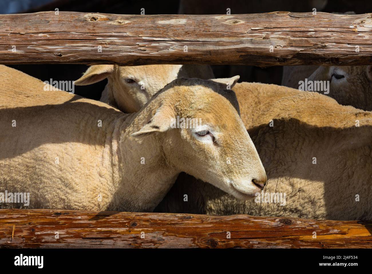 Sheep inside the fence in winter. Stock Photo