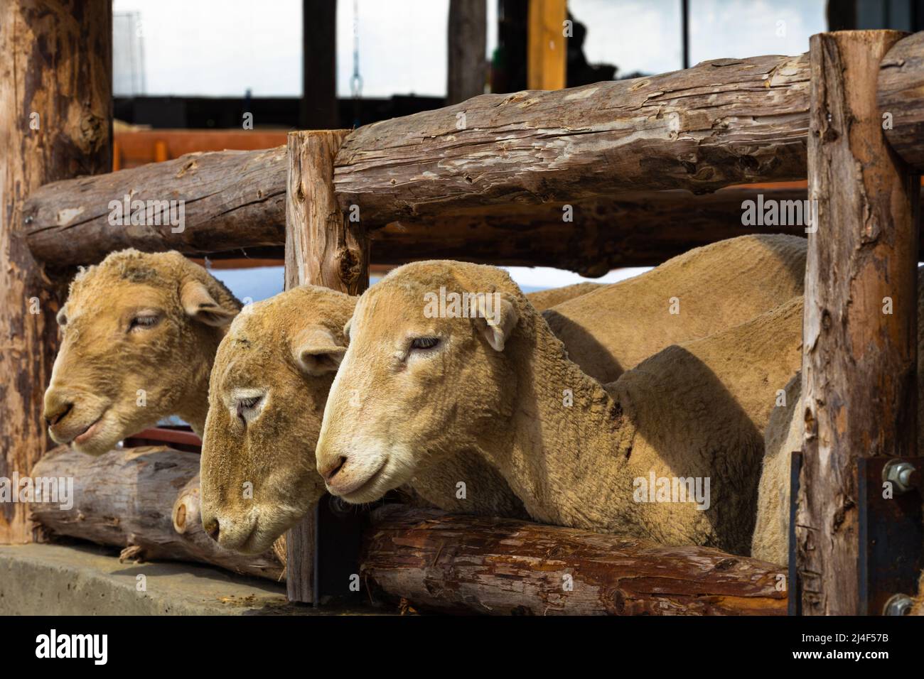 Sheep inside the fence in winter. Stock Photo
