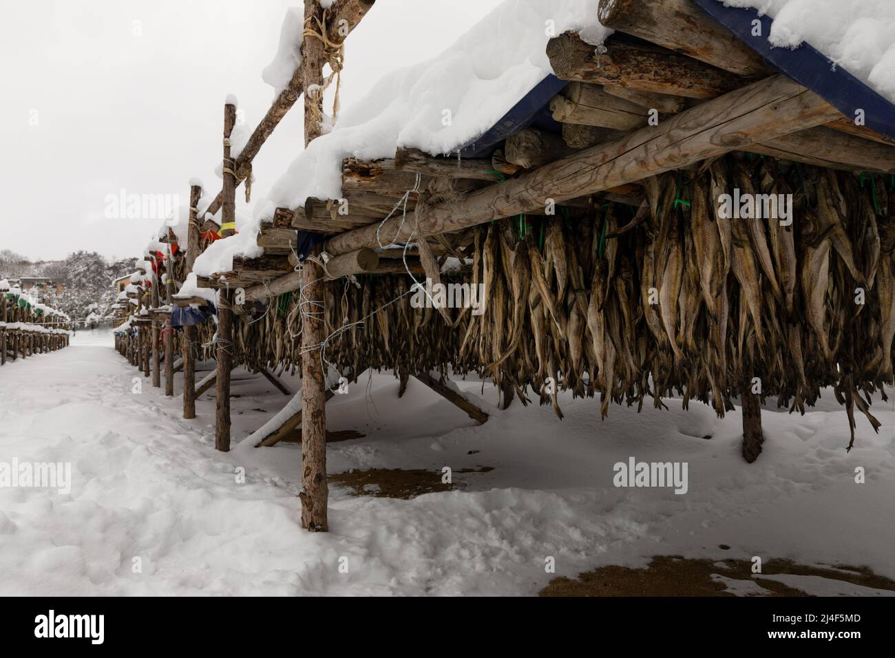 Korean winter dried pollack. The white snow-covered landscape of Hwangtae-deokjang. Stock Photo