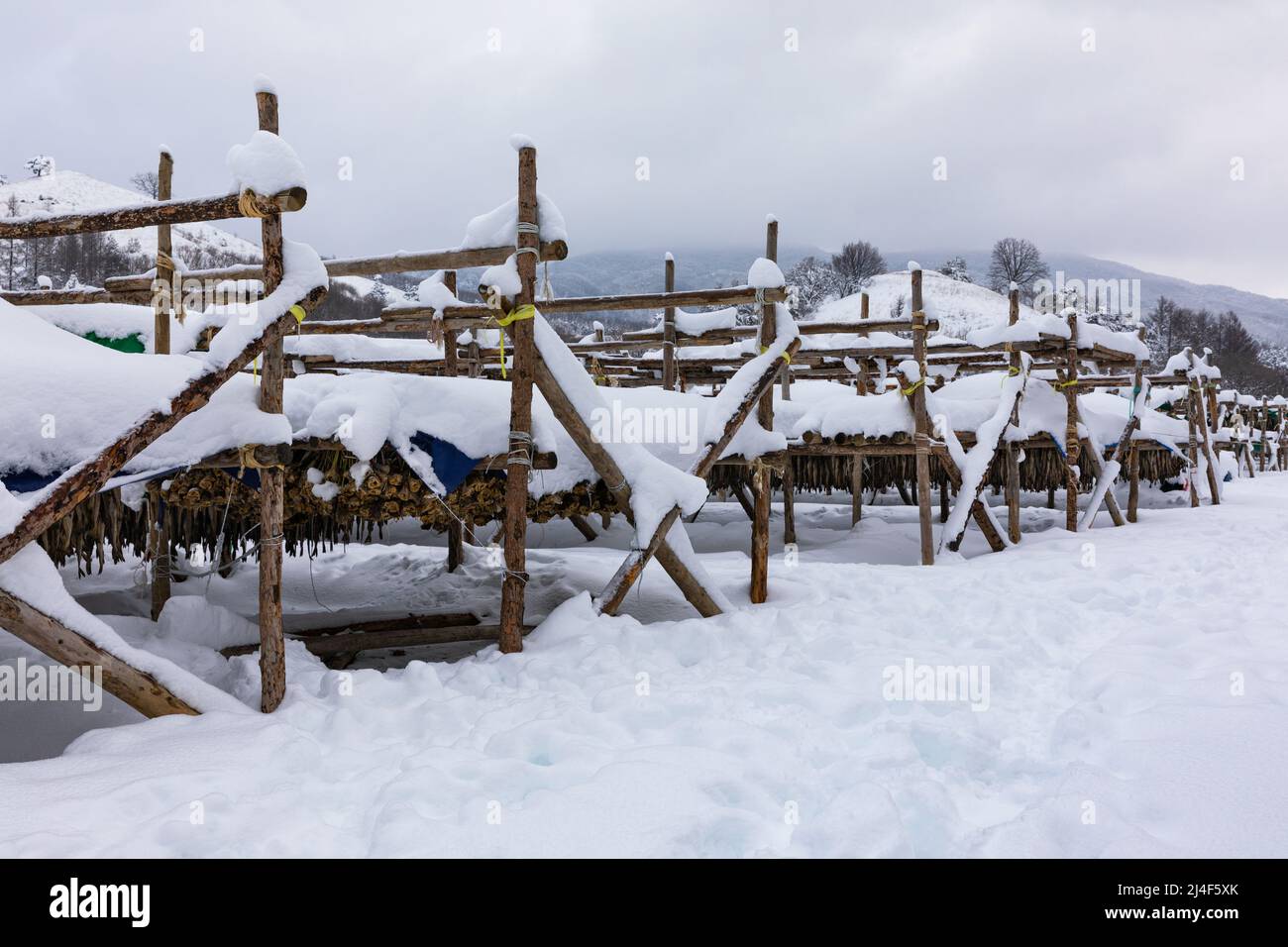 Korean winter dried pollack. The white snow-covered landscape of Hwangtae-deokjang. Stock Photo