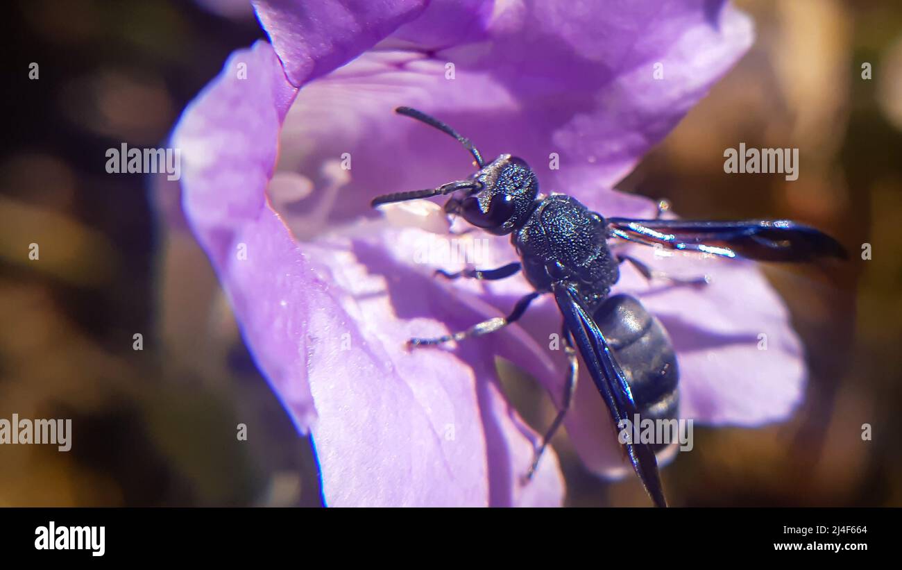 Gorgeous shiny wings of wasp. Black Potter Wasp - Anterhynchium fallax ...