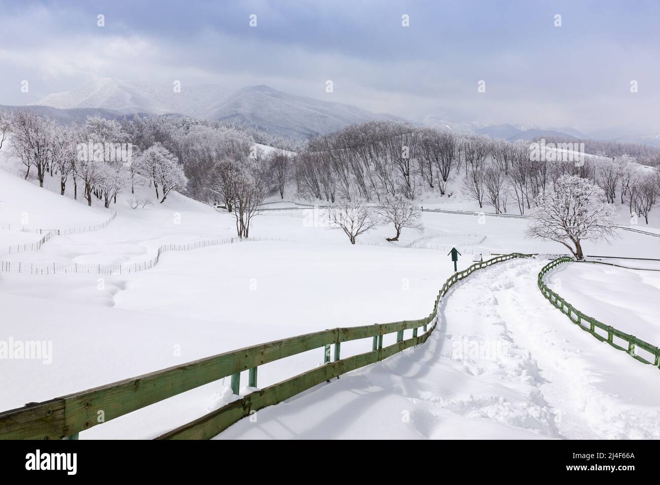 Beautiful winter mountain snow scene, snow-covered road and wooden fence (Daegwallyeong, Gangwon-do, South Korea) Stock Photo