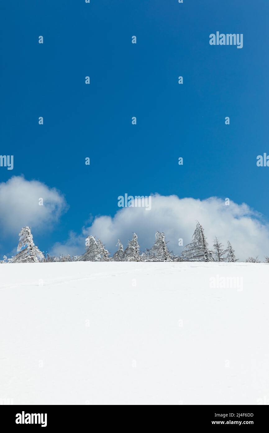 Beautiful winter mountain peak landscape, blue sky and snow-covered trees (Daegwallyeong, Gangwon-do, South Korea) Stock Photo