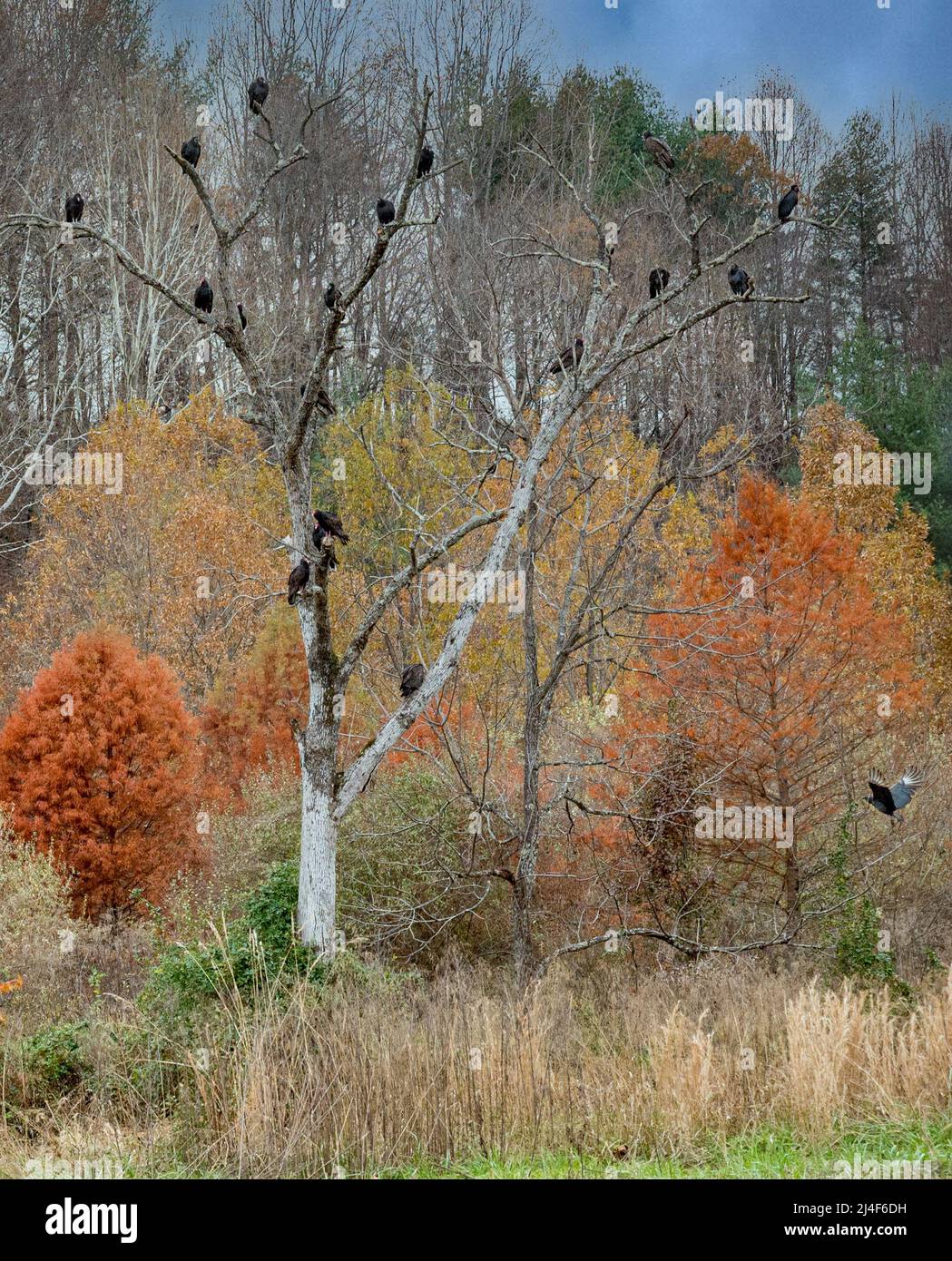 Vultures hanging out in trees Stock Photo Alamy