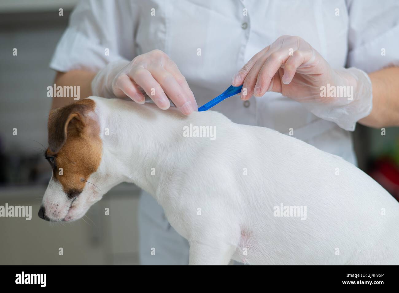 Where Is The Withers On A Dog