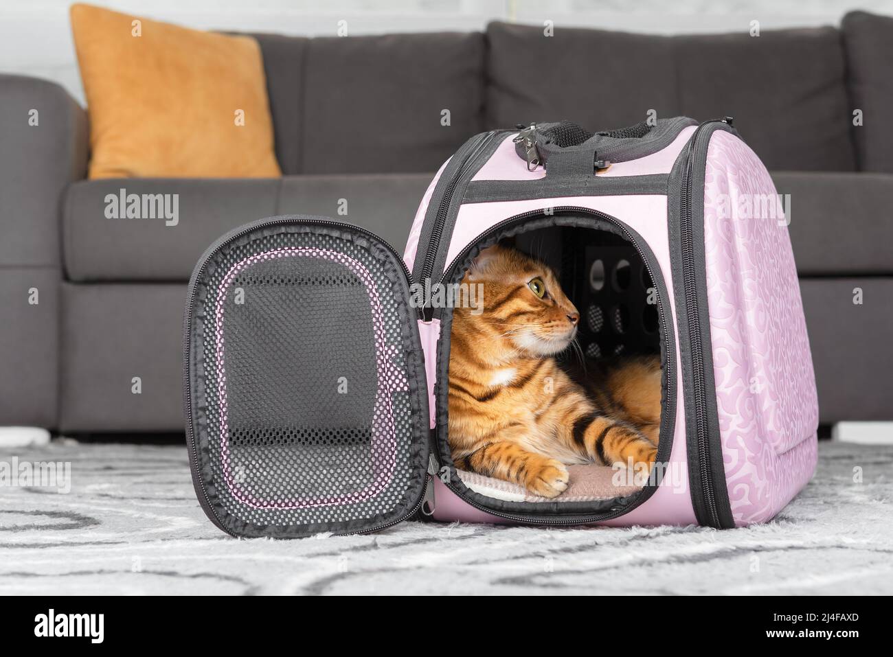 Bengal cat is resting in a soft carrier on the floor in the room. Stock Photo