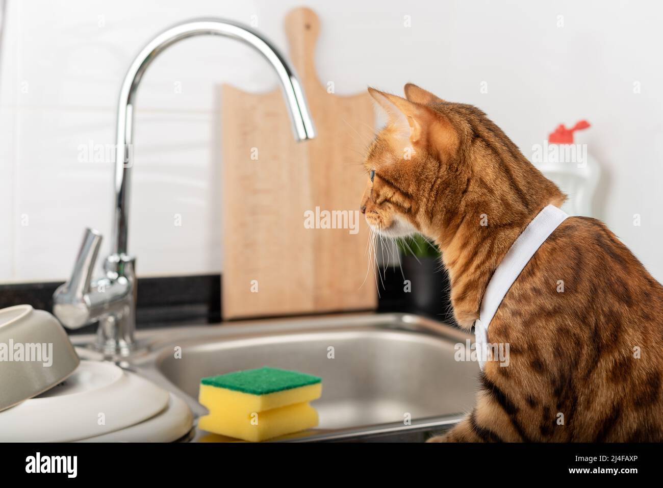 Bengal cat near the sink, sponge and washed dishes. Side view. Stock Photo