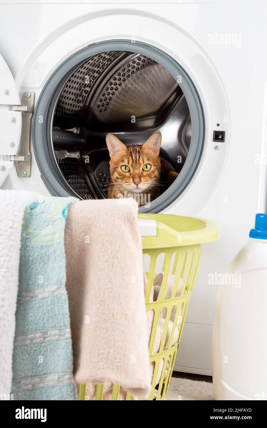 Cat in the washing machine, laundry basket and laundry detergent. Vertical shot. Stock Photo
