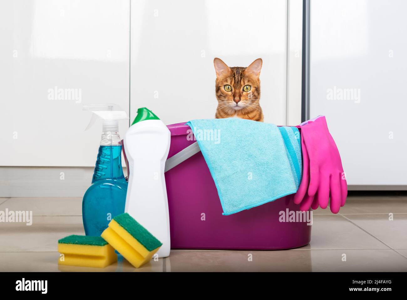Cleaning products and tools on the floor. The cat looks out of the bucket. Cleaning concept Stock Photo