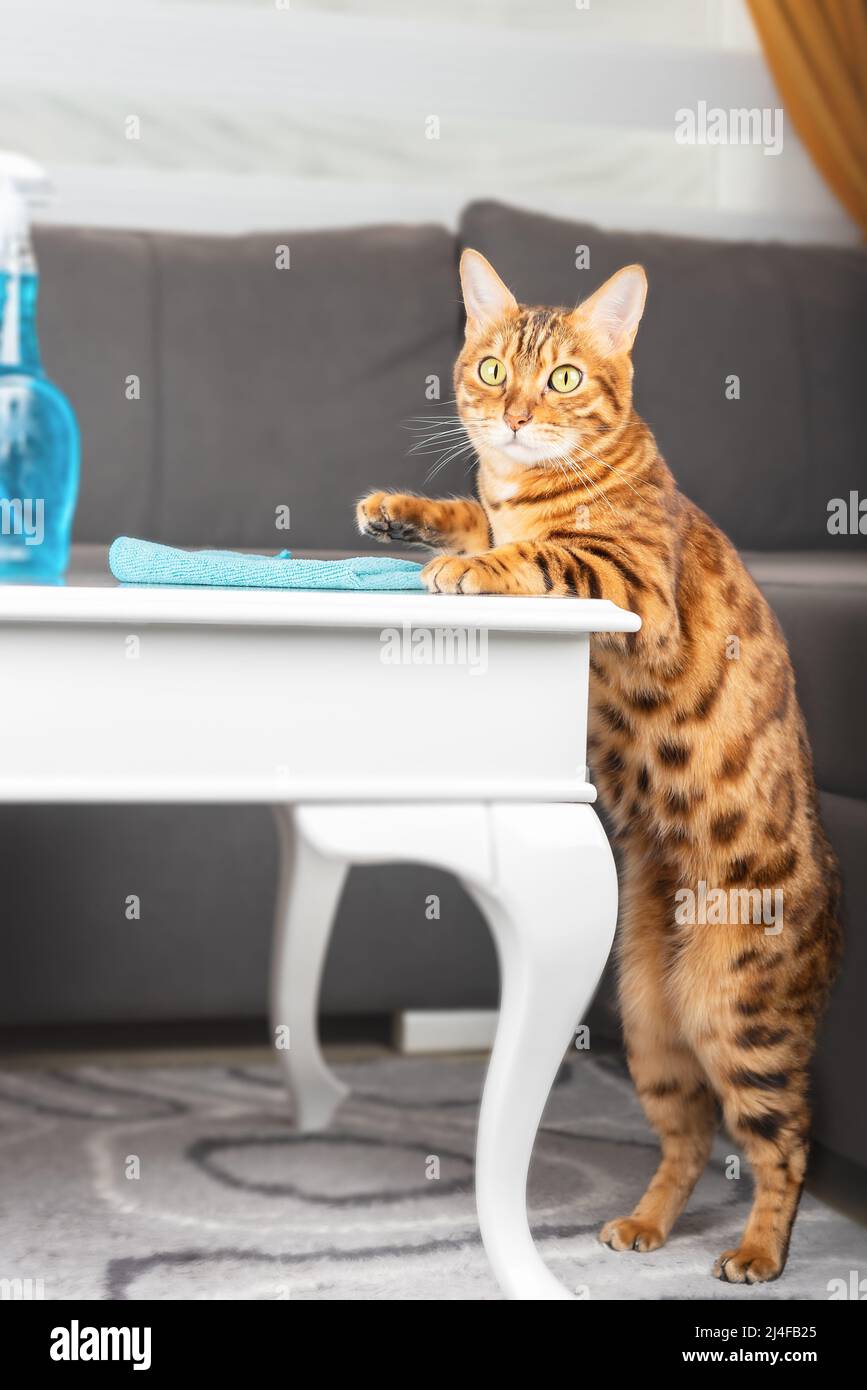 Funny cat washes the coffee table in the room. Furry household helpers. Stock Photo