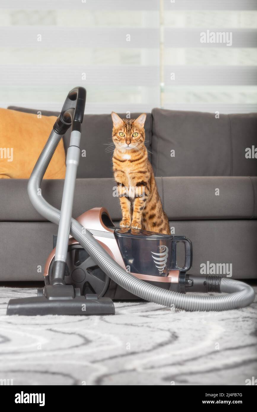 The concept of housekeeping, housework and cleaning - a domestic cat with a vacuum cleaner at home. Vertical shot. Stock Photo