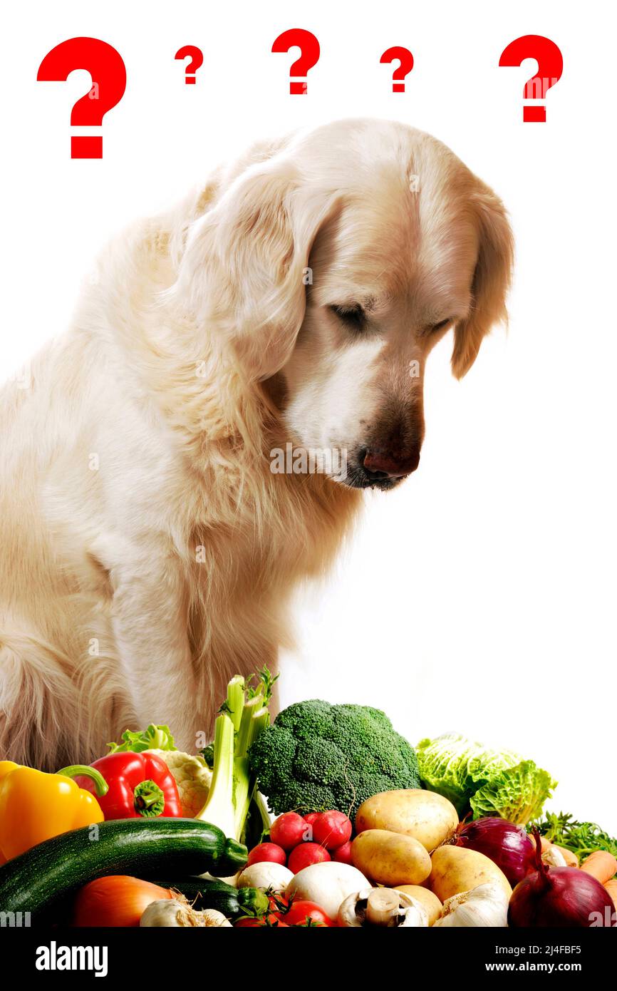 golden retriever dog looking puzzled at vegetables Stock Photo