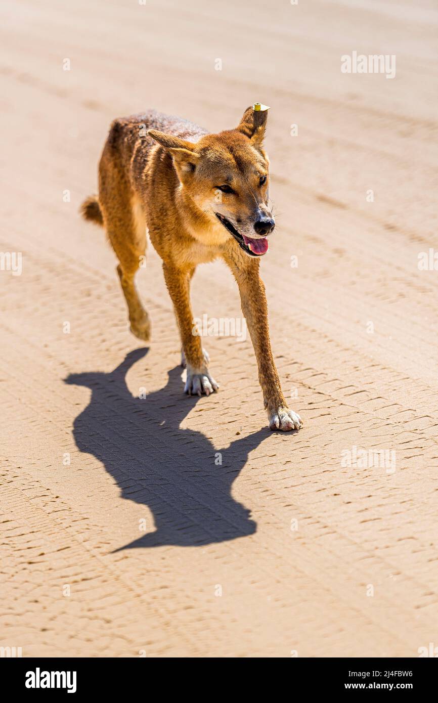 A male dingo, Canis lupus dingo, on Seventy Five Mile Beach, Fraser