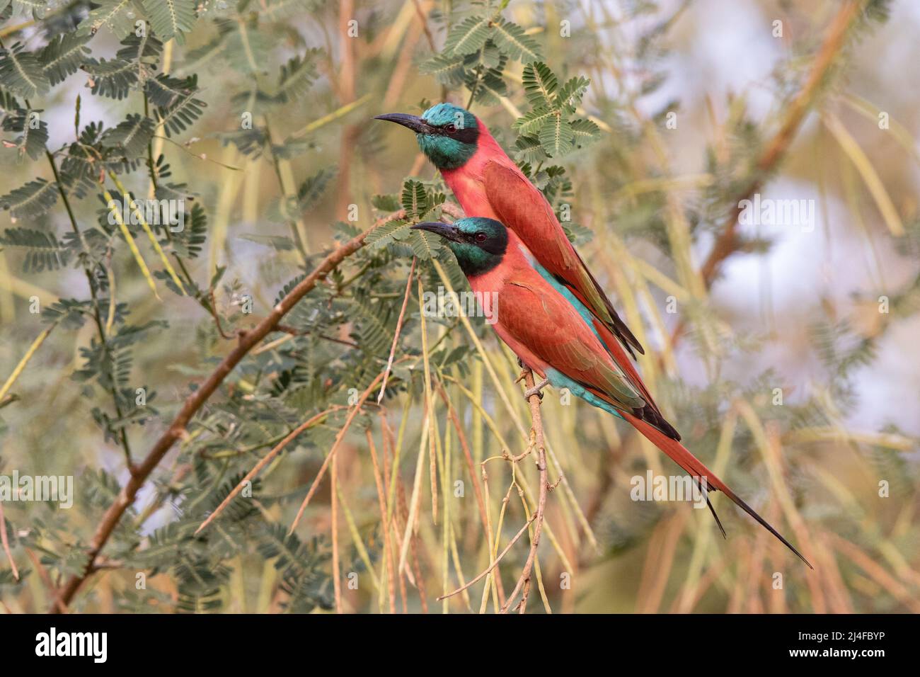 Northern Carmine Bee-eaters Stock Photo
