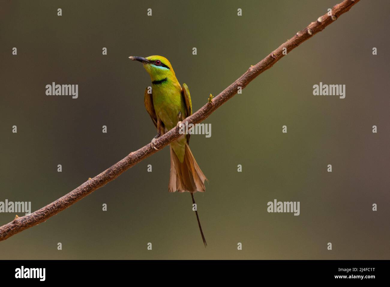 African Green Bee-eater Stock Photo