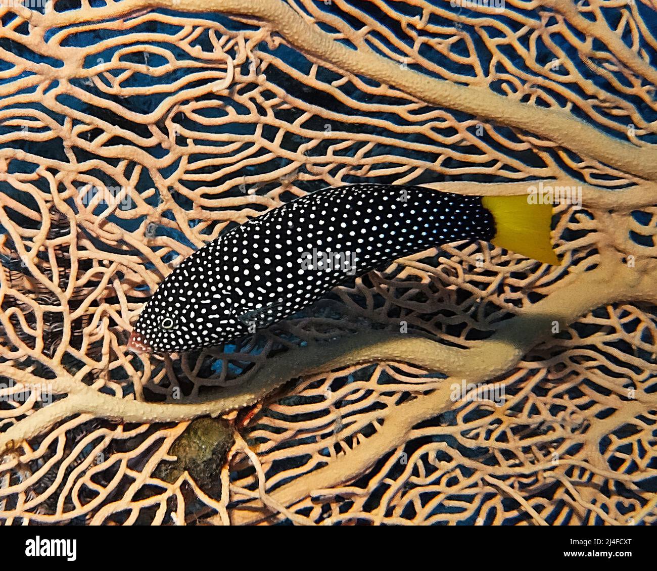 A Yellowtail Wrasse (Anampses meleagrides) in the Red Sea, Egypt Stock Photo