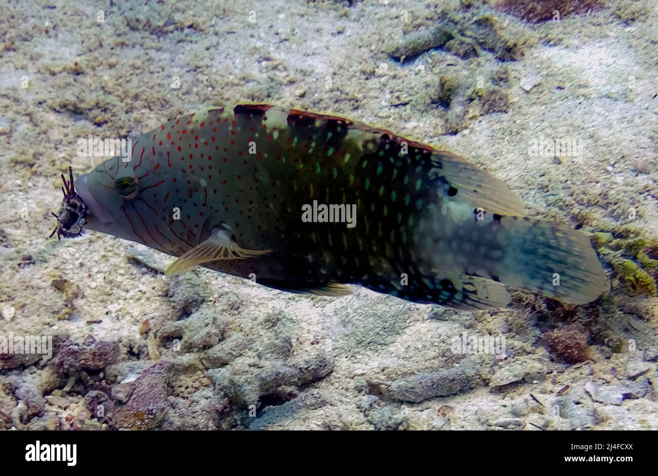 An Abudjubbe Wrasse (Cheilinus abudjubbe) in the Red Sea, Egypt Stock
