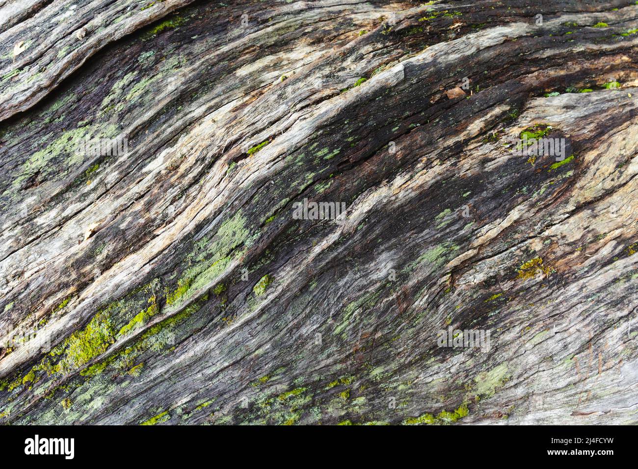 Lines of wood on the trunk of an old tree in the forest. Green moss on