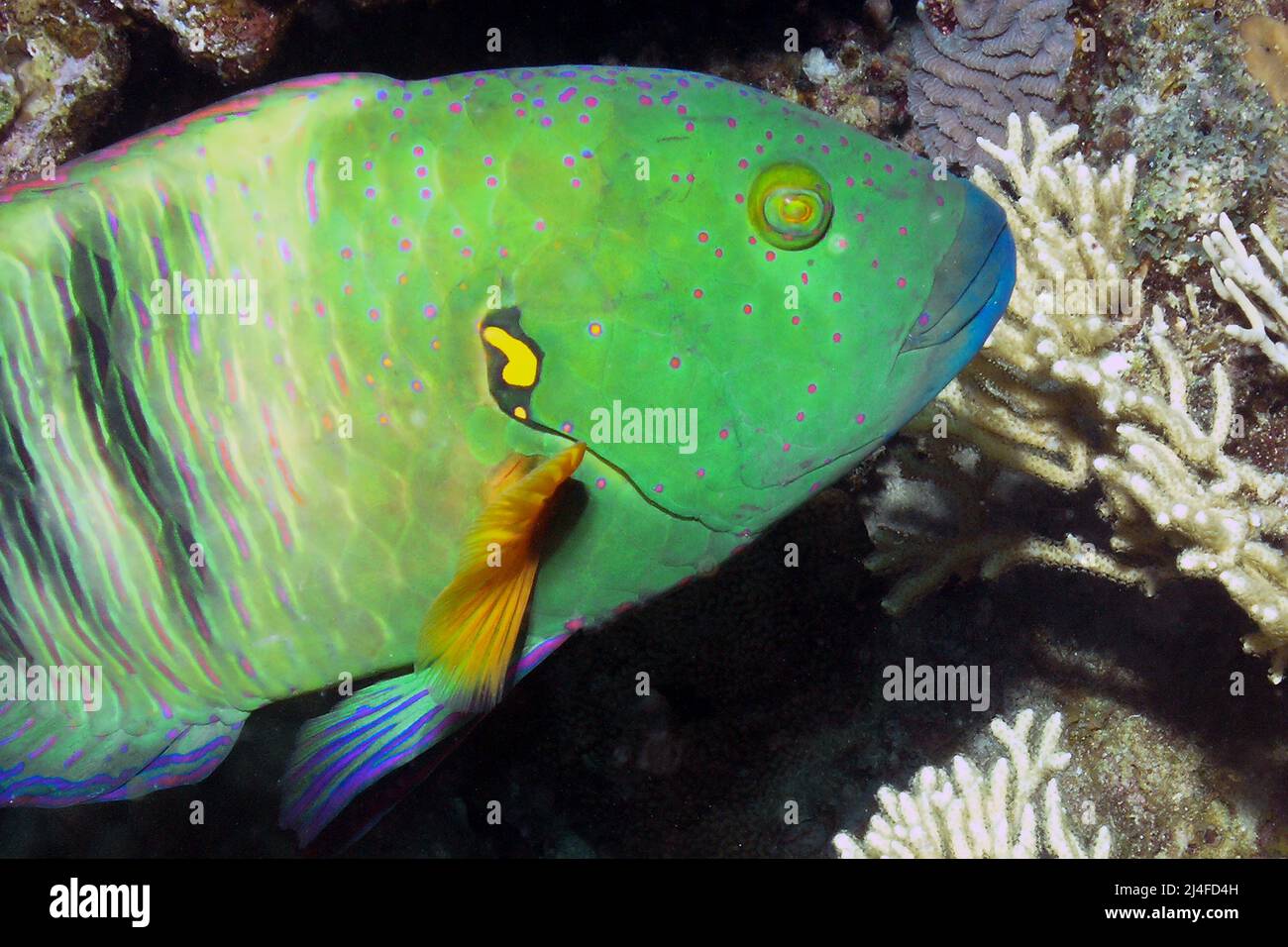 A Broomtail Wrasse (Cheilinus lunulatus) in the Red Sea, Egypt Stock